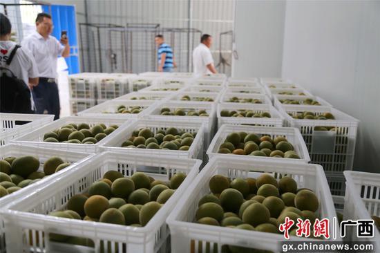 廣西融水:村里有工廠 致富有盼頭——自然鄉(xiāng)村的振興之路